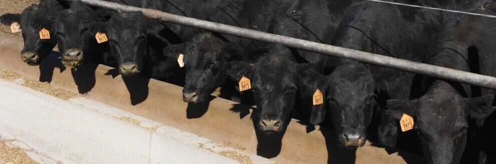 FL Steer
